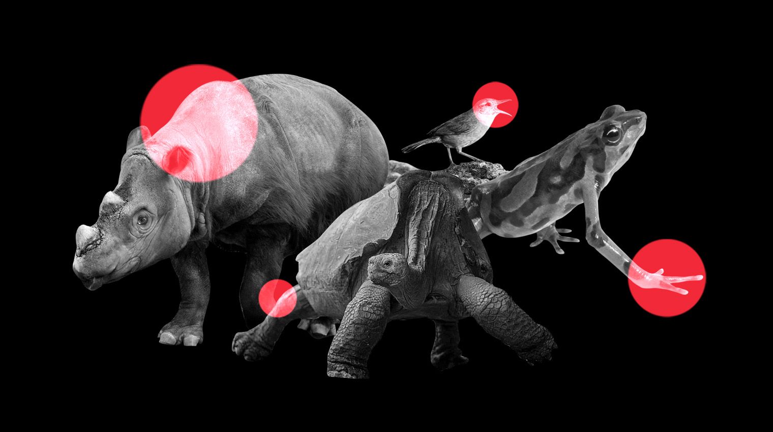 mass extinction of wildlife