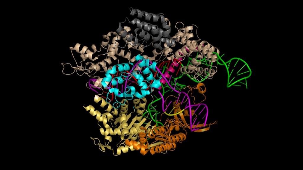 gene editing human embryos