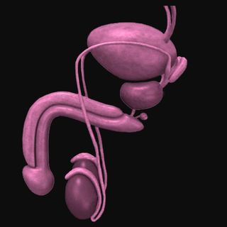 testosterone levels in indian men