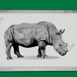 rhino horns hunting