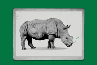 rhino horns hunting