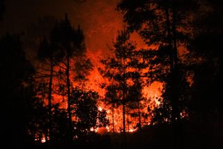 forest fires in india