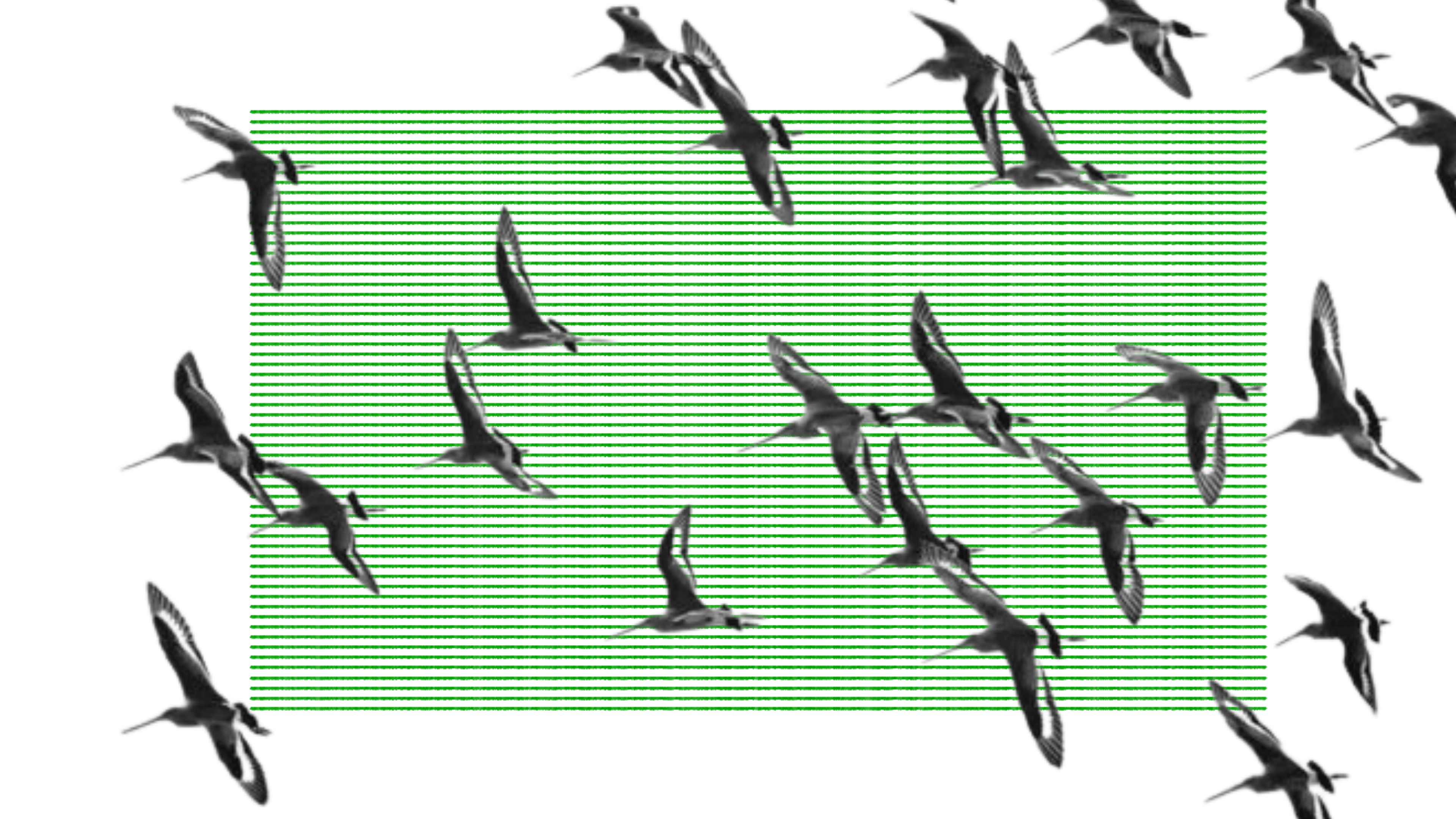 how many bird species exist in the wild