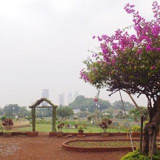 can planting trees improve mental health