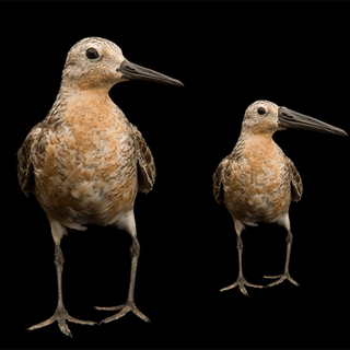 climate change bird size