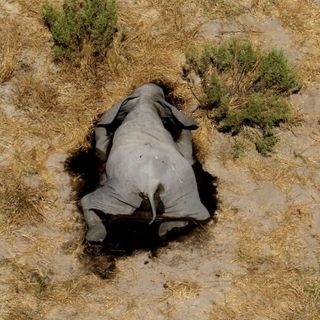 african elephants