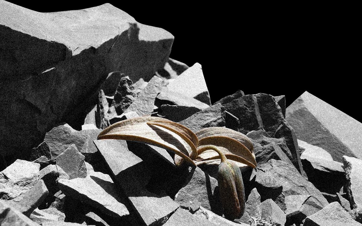 how do plants evolve