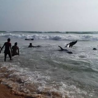 why did mass beaching happen in sri lanka
