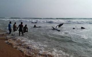 why did mass beaching happen in sri lanka