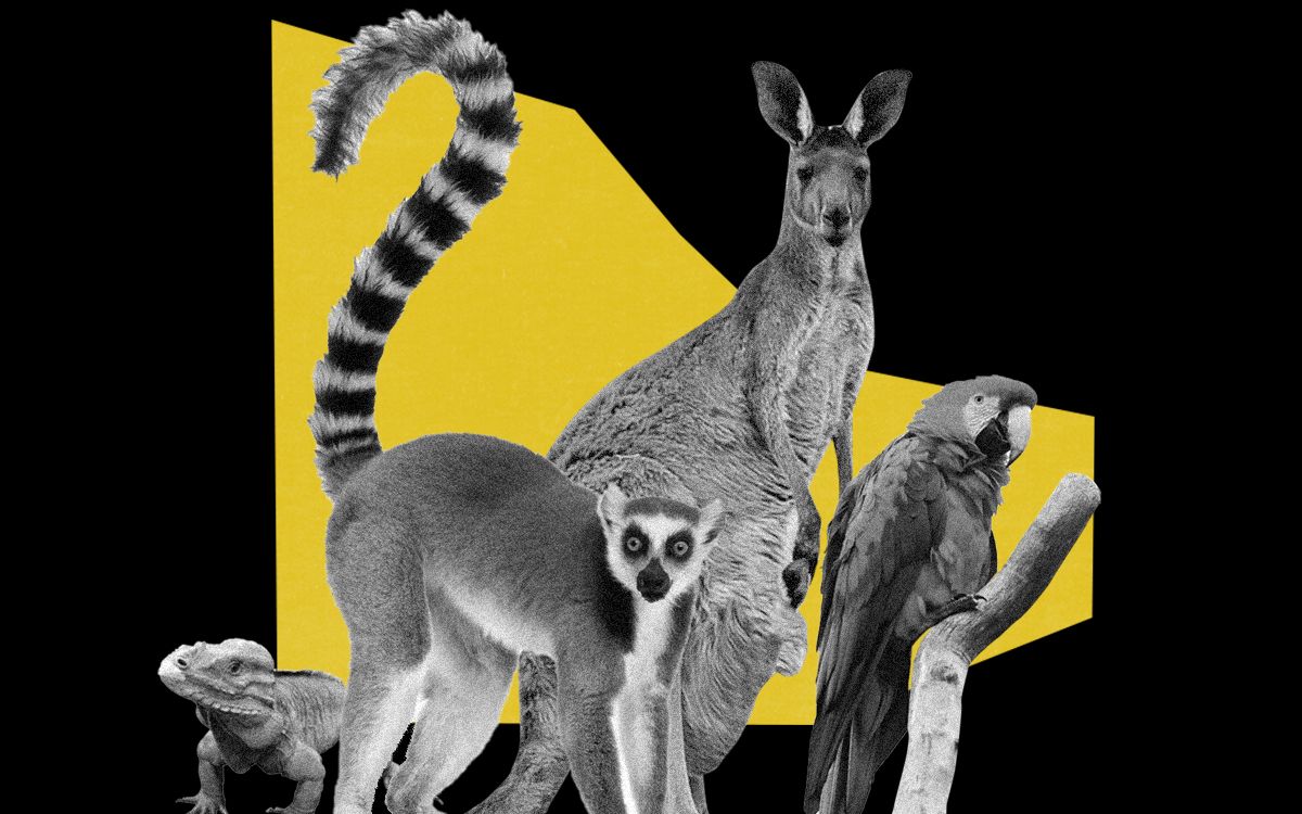 do indians have exotic pets