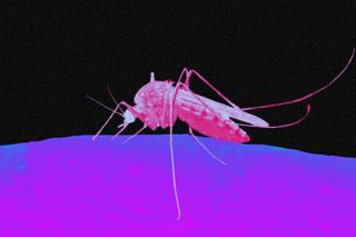 dengue zika make people smell tastier to mosquitoes