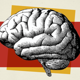 brain uses touch to coordinate