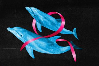 male dolphins friendship