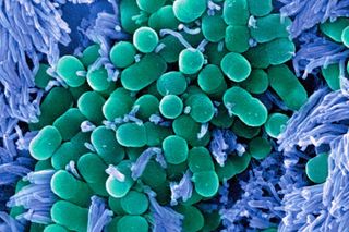 gut bacteria