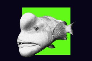 ugly fishes conservation