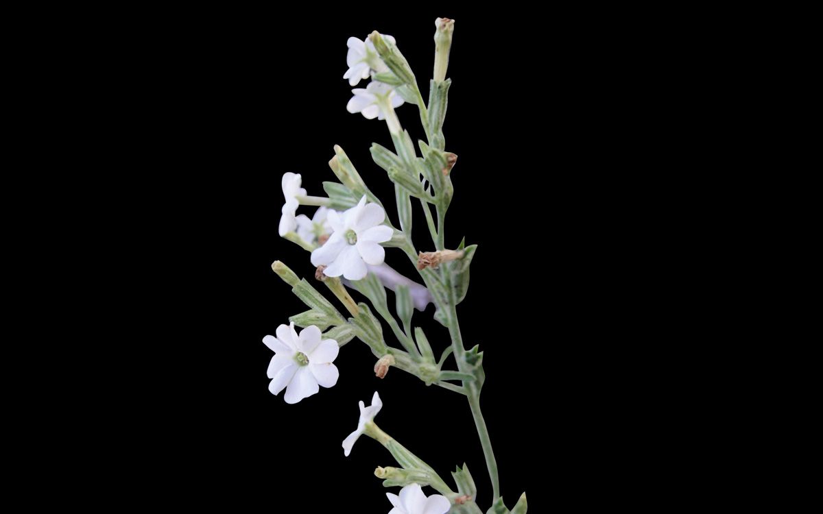 killer tobacco plant could protect greenhouses