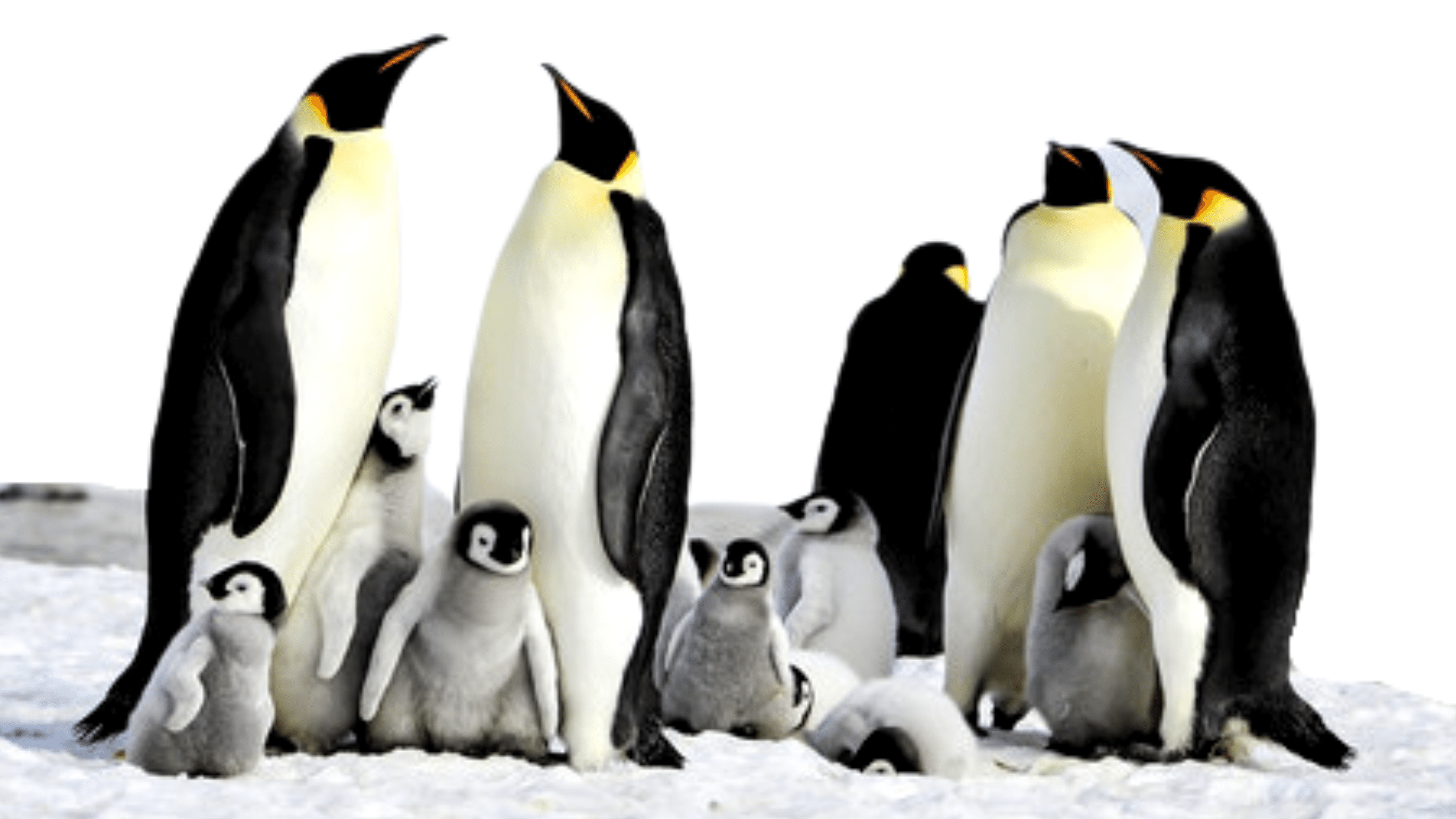 Emperor Penguins Could Be Extinct by 2100 Due to Climate Change, Scientists  Say