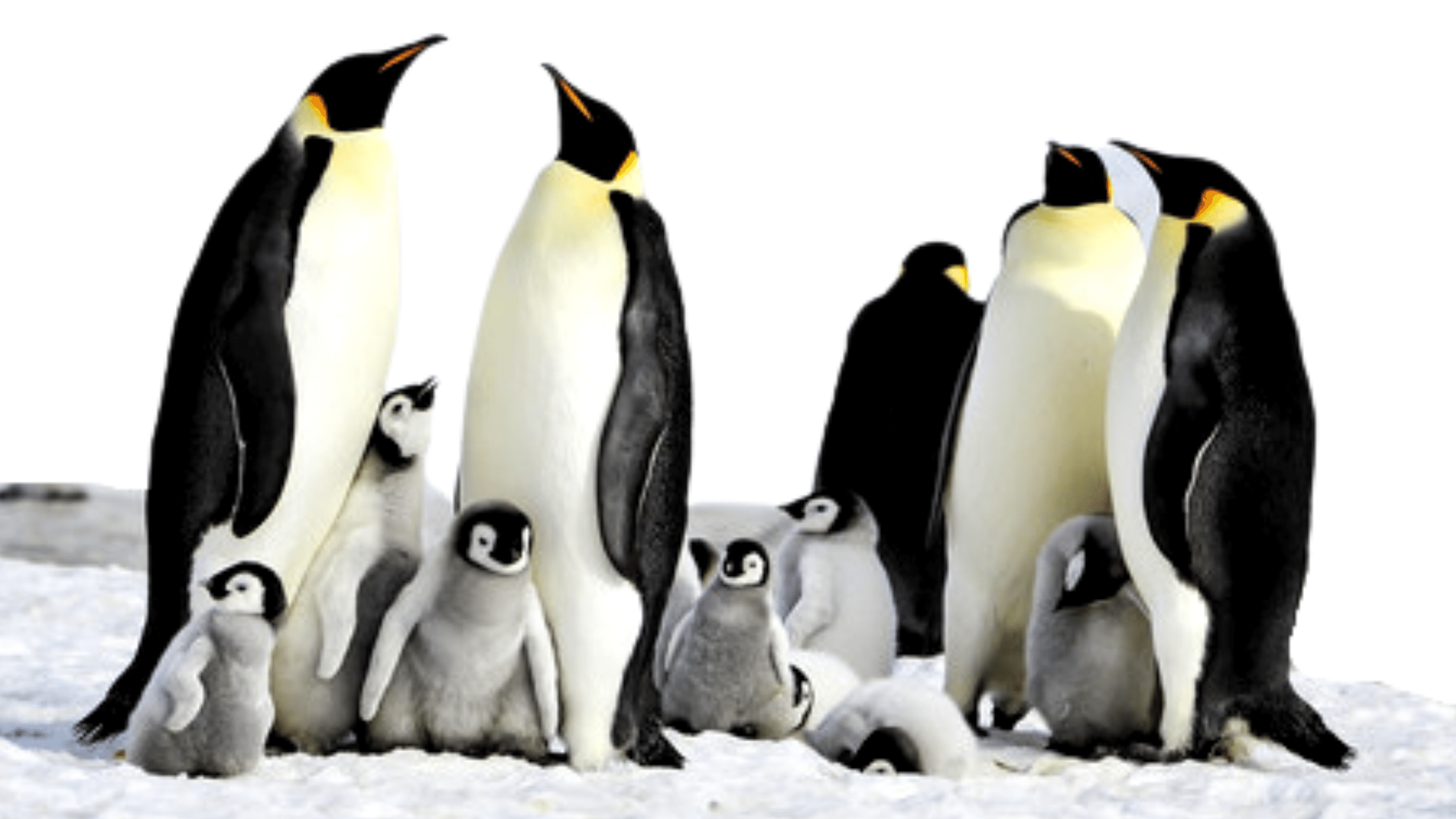 will climate change make emperor penguins extinct