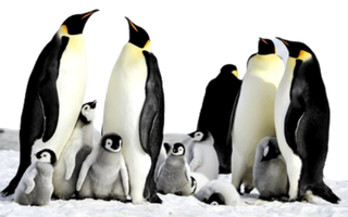 will climate change make emperor penguins extinct