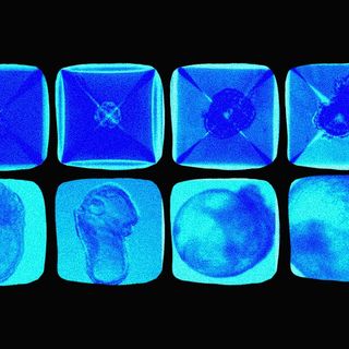 first synthetic embryo