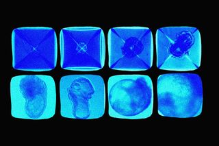 first synthetic embryo