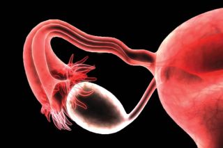 female immune system and reproductive cycle