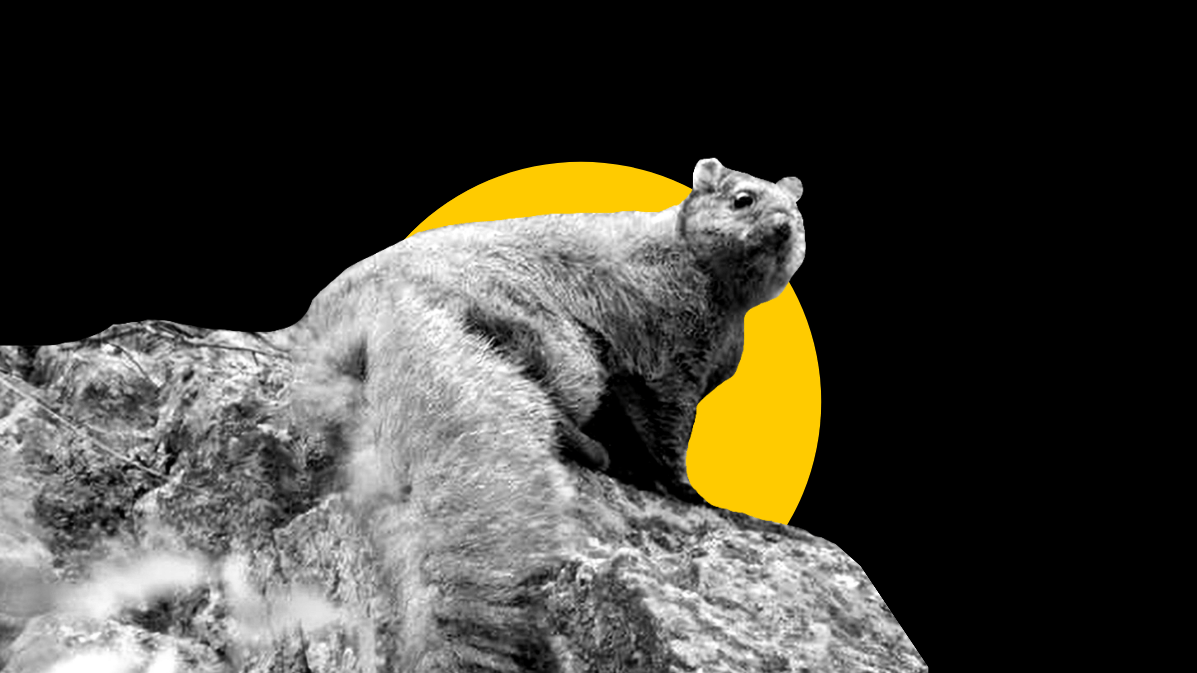 new flying squirrels himalayas