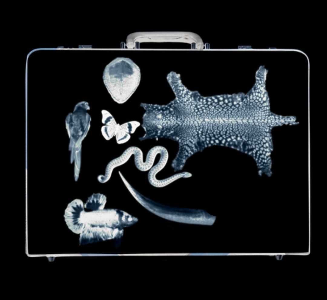 brazil wildlife trafficking