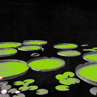 largest water lily species