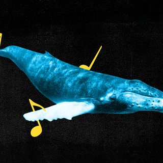 whale songs