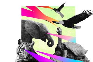 animal vision and colors