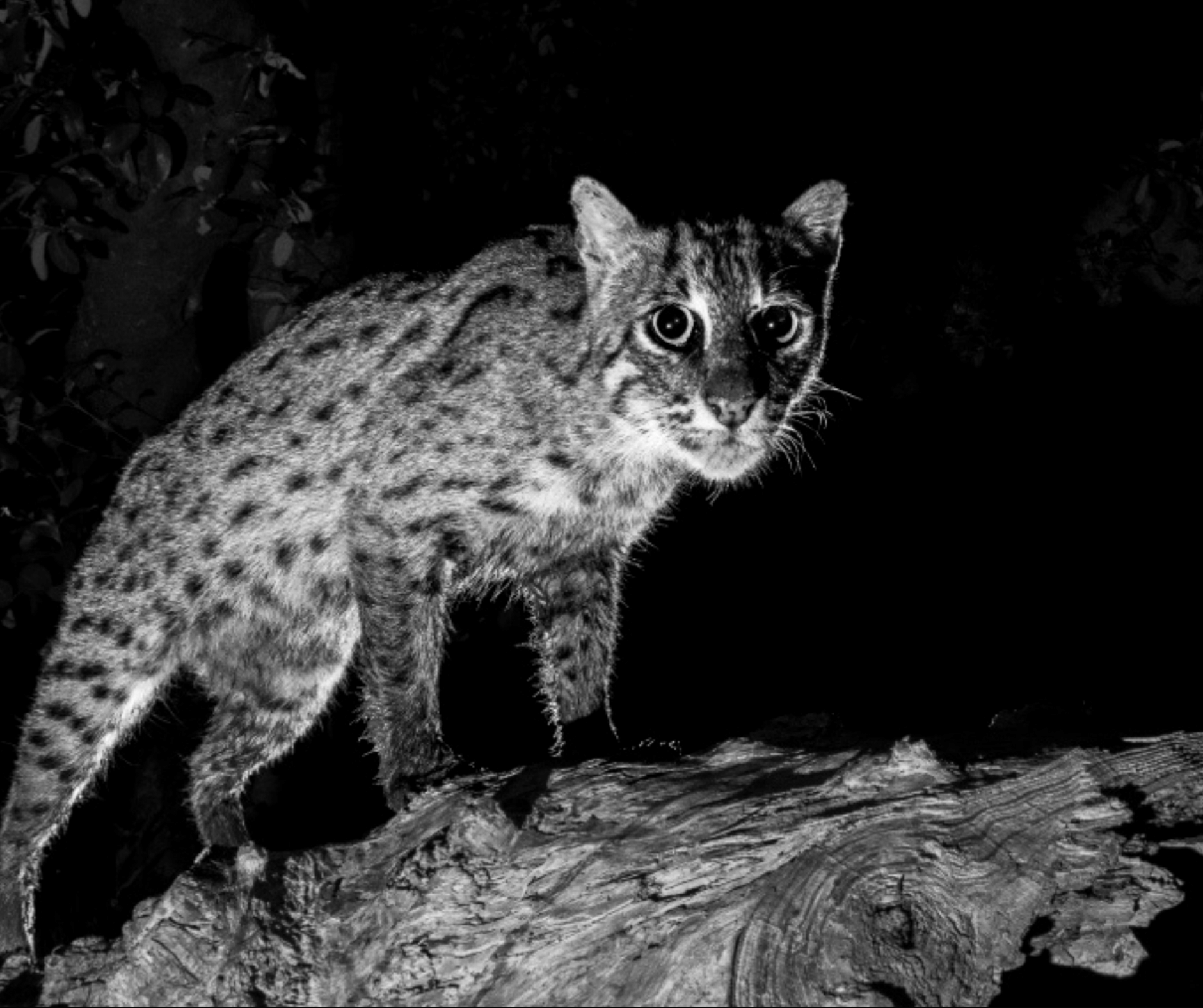 are wildcats in india endangered