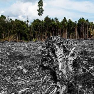 palm oil indonesia deforestation