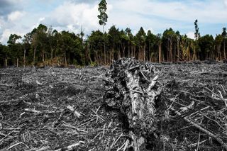 palm oil indonesia deforestation