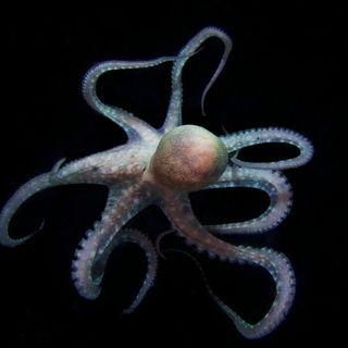 octopus ocean acidity