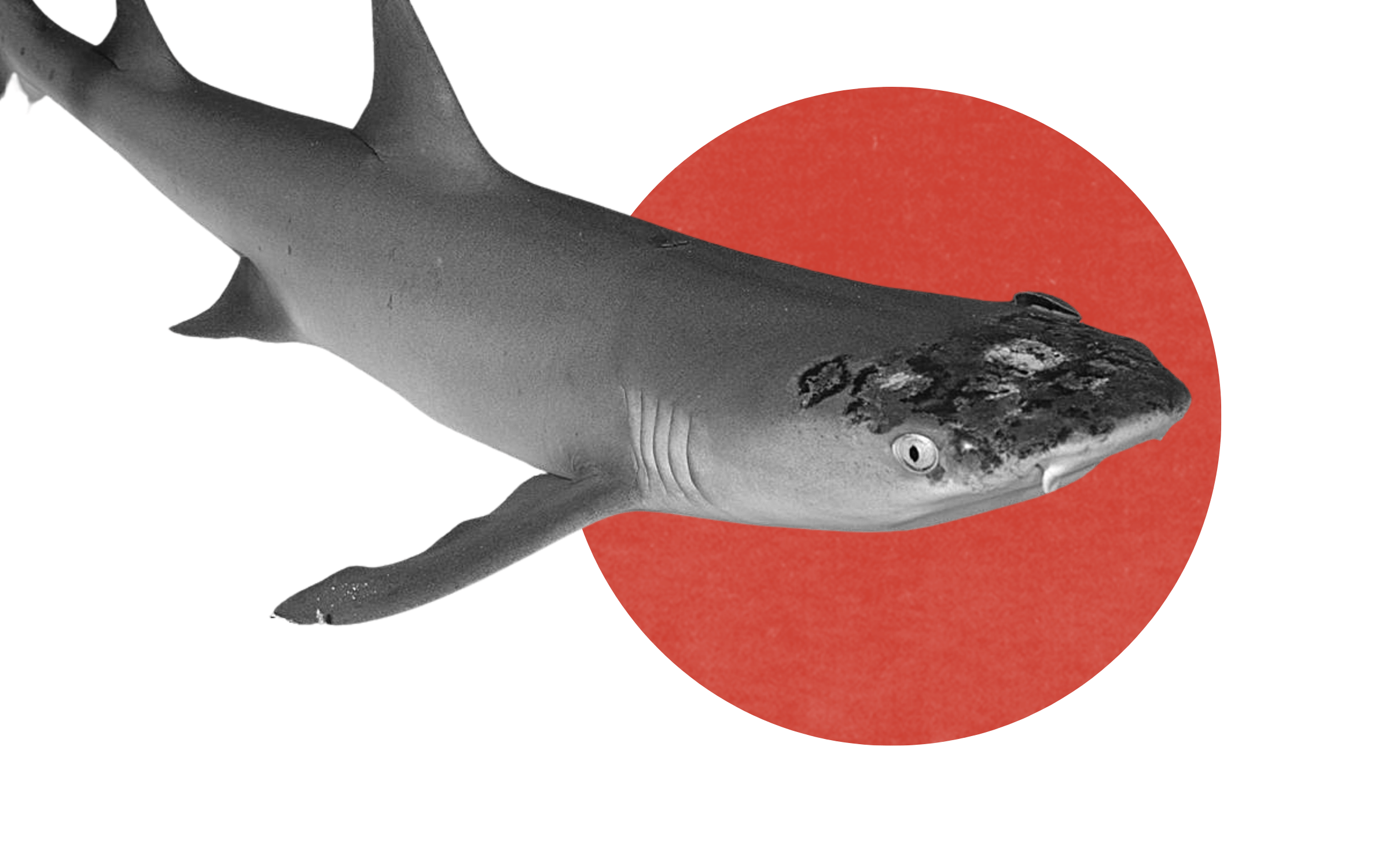 shark climate change skin disease