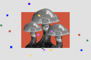 mycelium skin