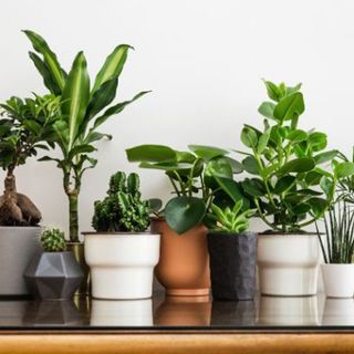 plants that clean air