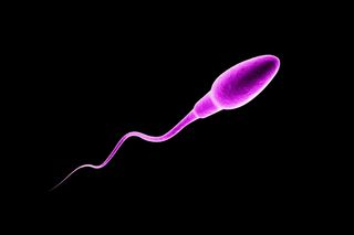 sperm count