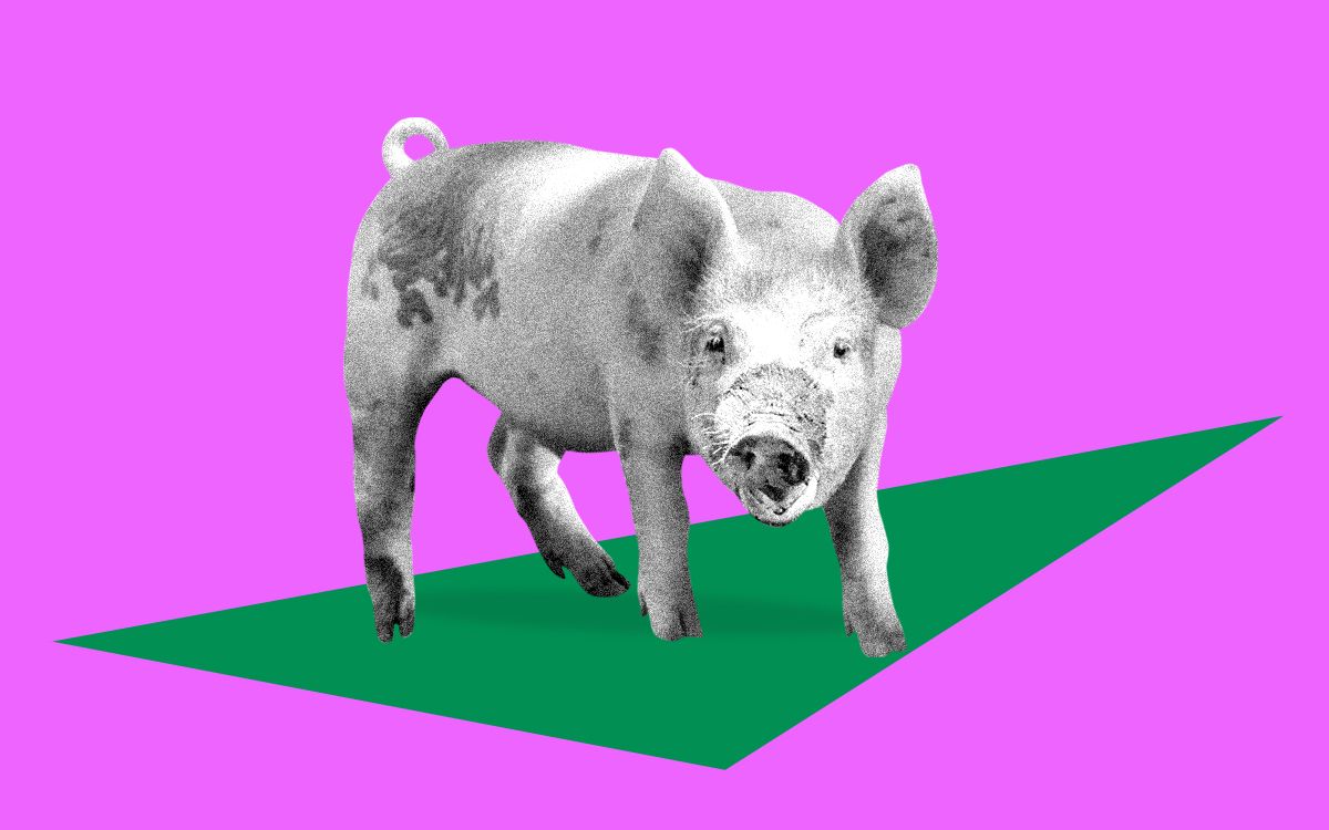 Artificial Tissue Restores Erectile Functioning in Pigs May Help