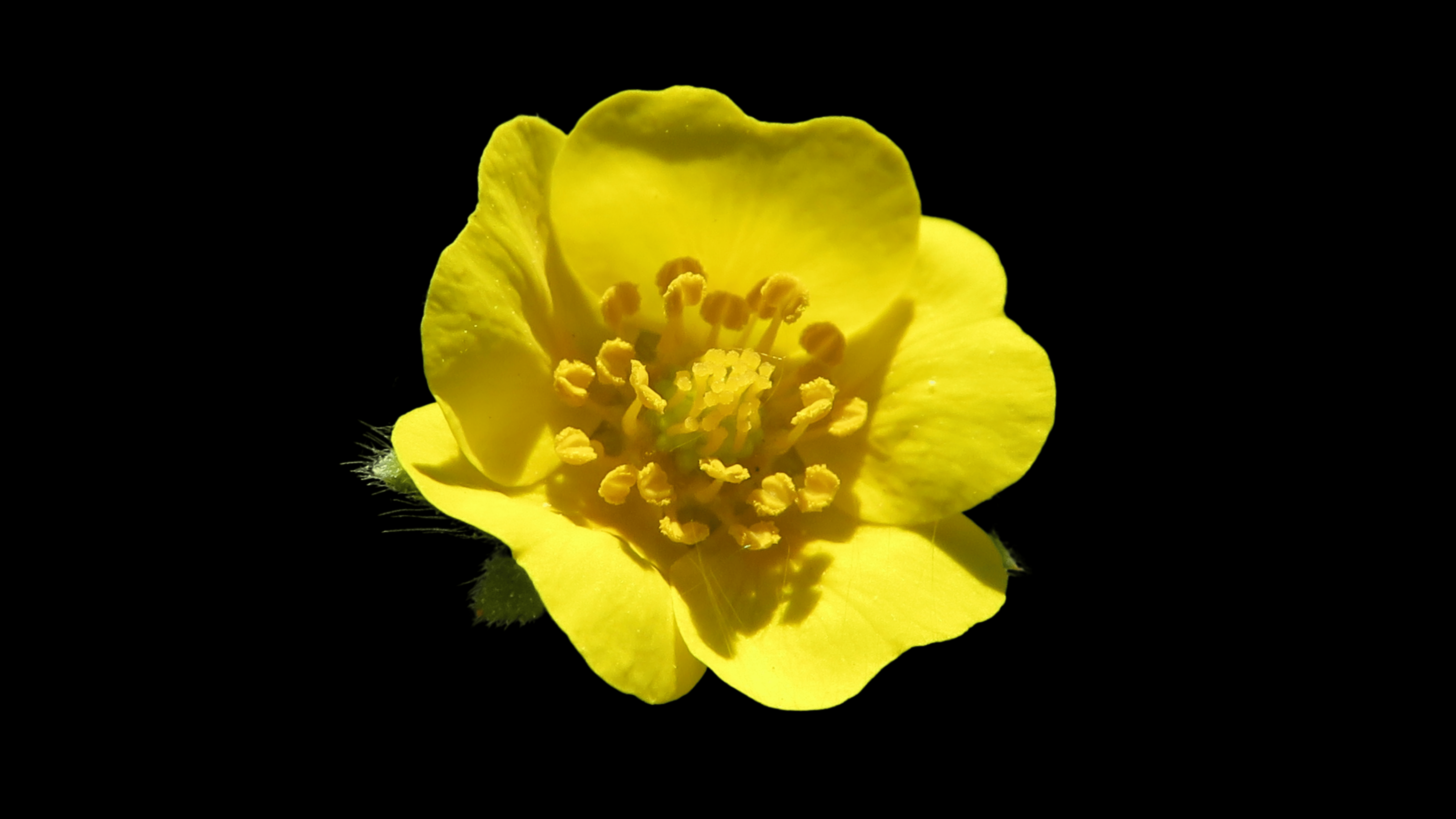 how climate change affects flowers