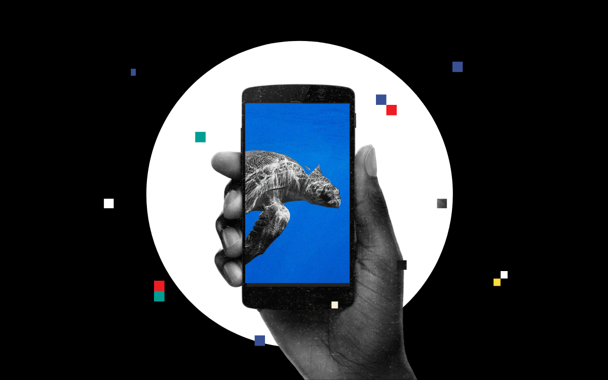 olive ridley turtles Odisha