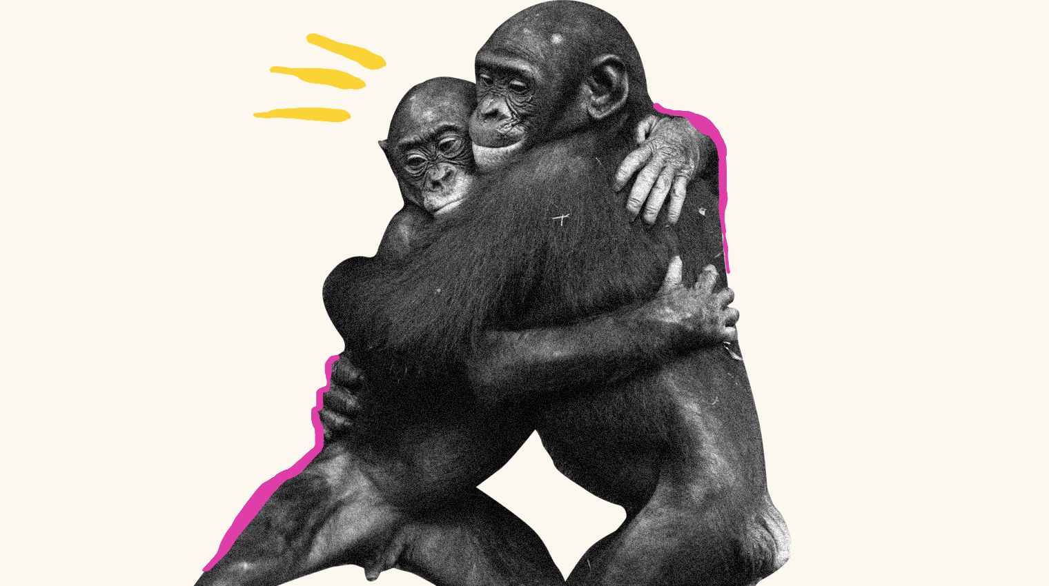 survival of the fittest meaning