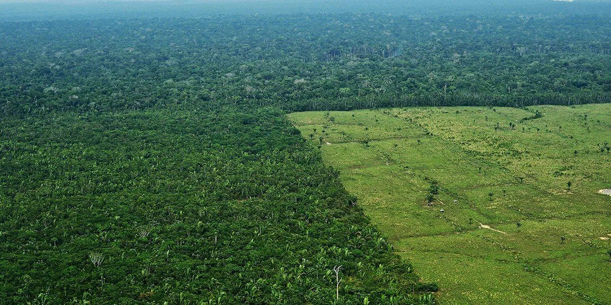 ecosystem destroyed human activity