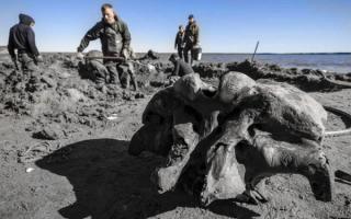 woolly mammoth siberia permafrost