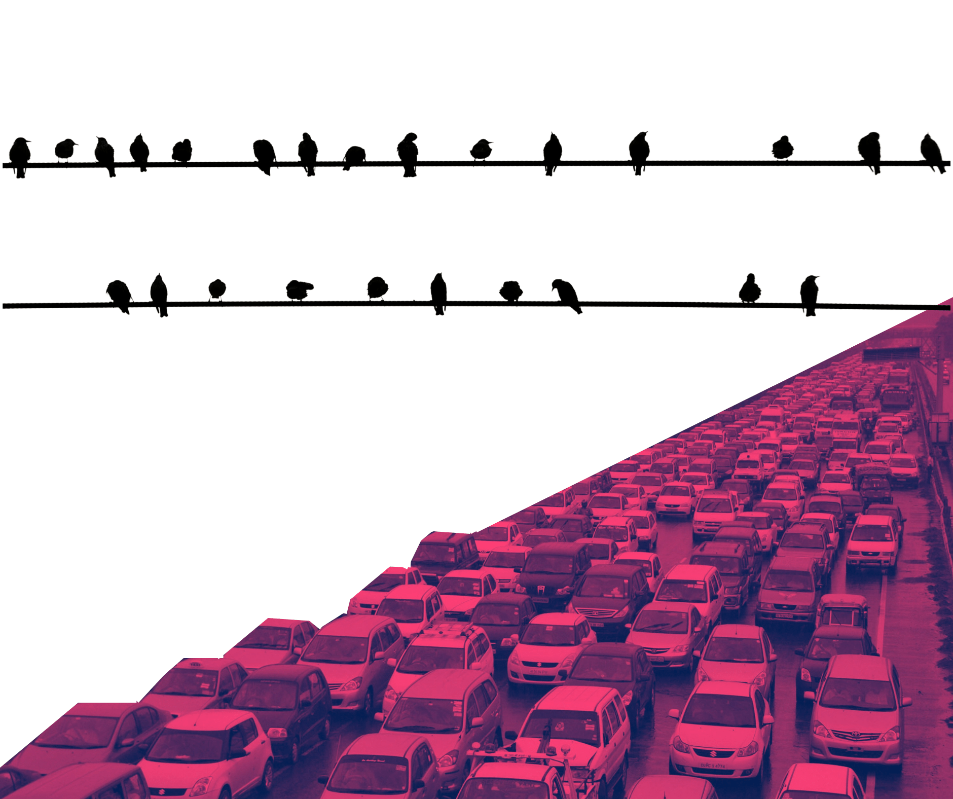 how does noise pollution affect insects