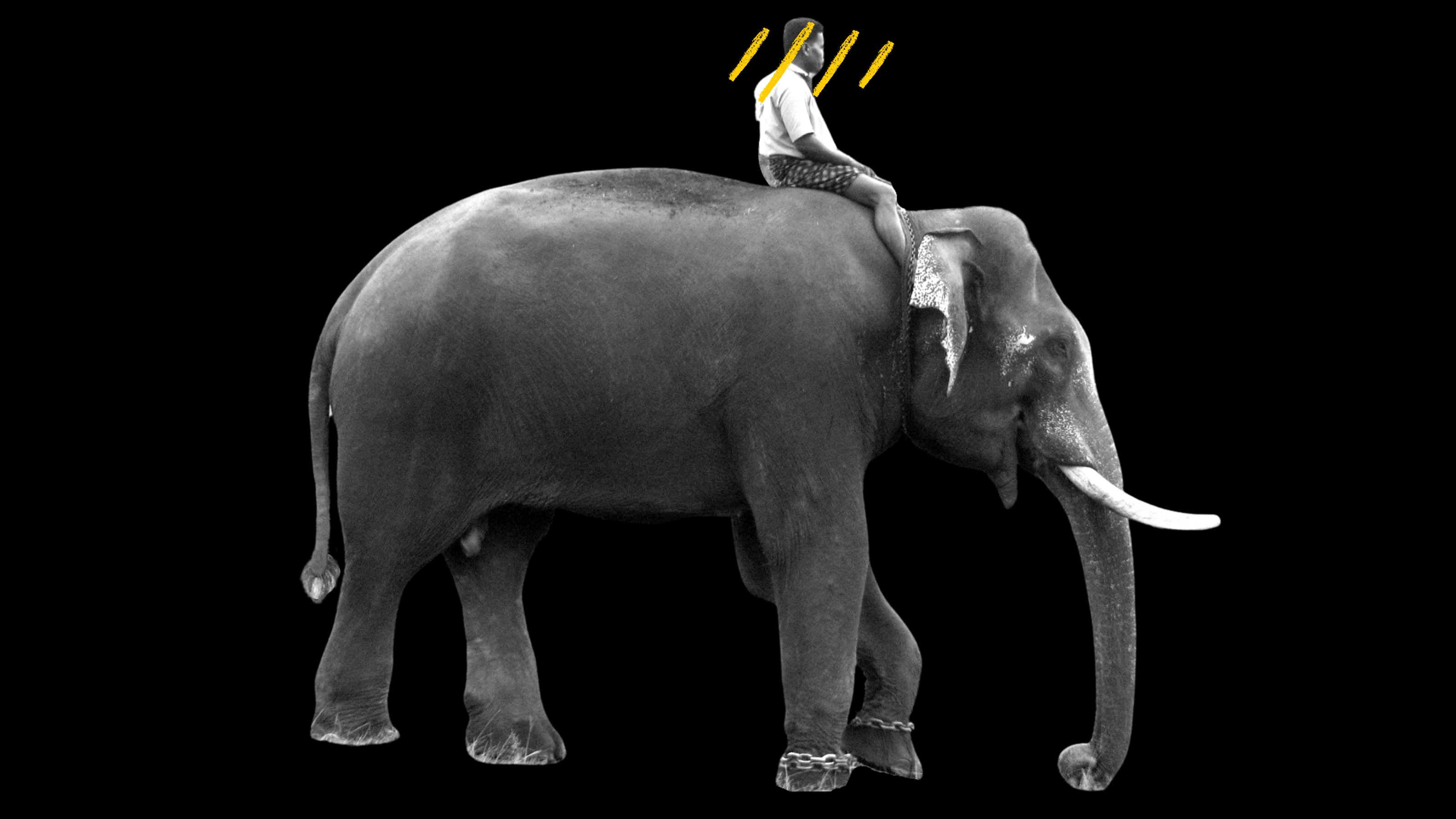 do animals form emotional boding with caretakers