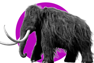 woolly mammoths
