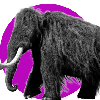 woolly mammoths