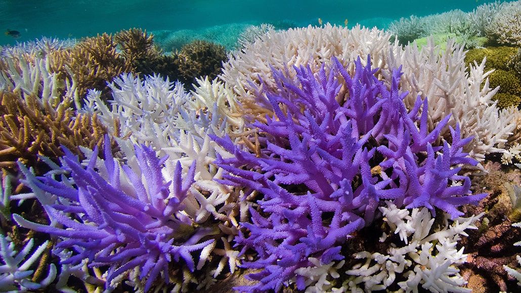 coral reefs bleaching